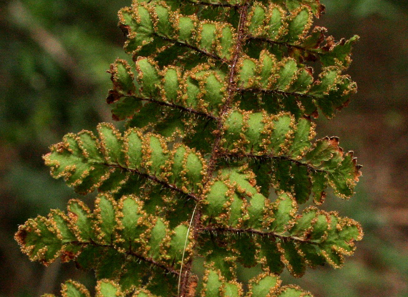 Cheilanthes hirta Cheilanthes hirta