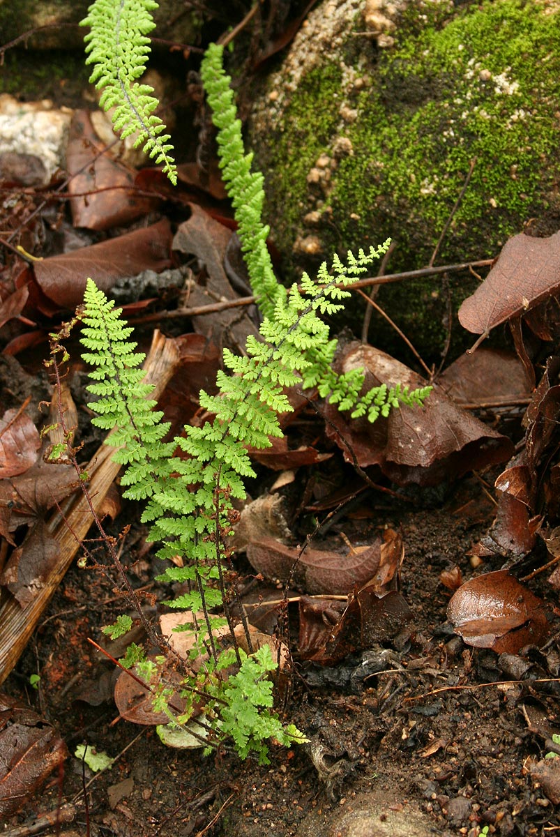 Cheilanthes hirta Cheilanthes hirta