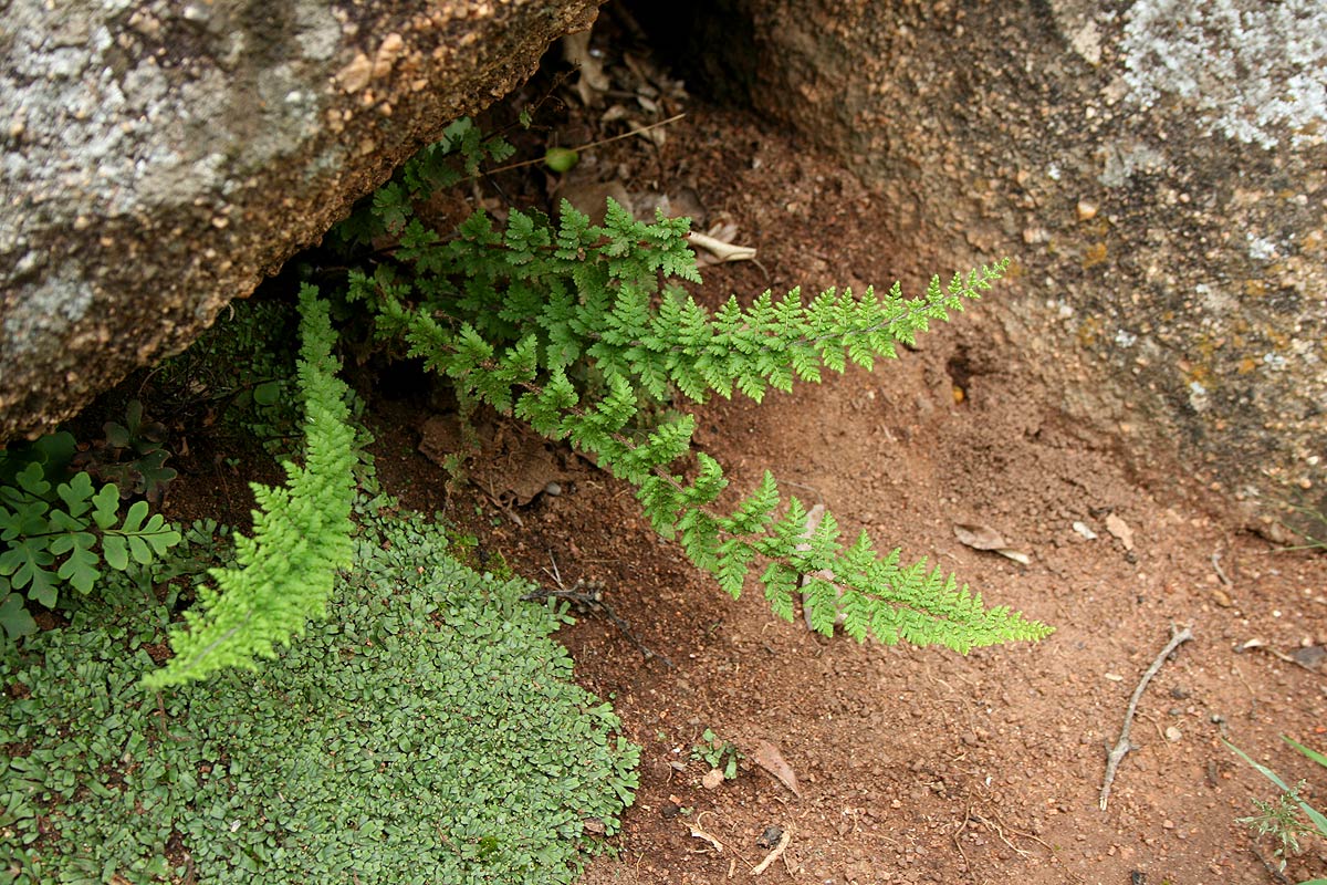 Cheilanthes hirta Cheilanthes hirta