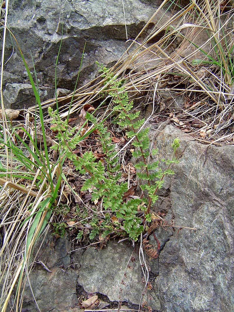 Cheilanthes hirta Cheilanthes hirta