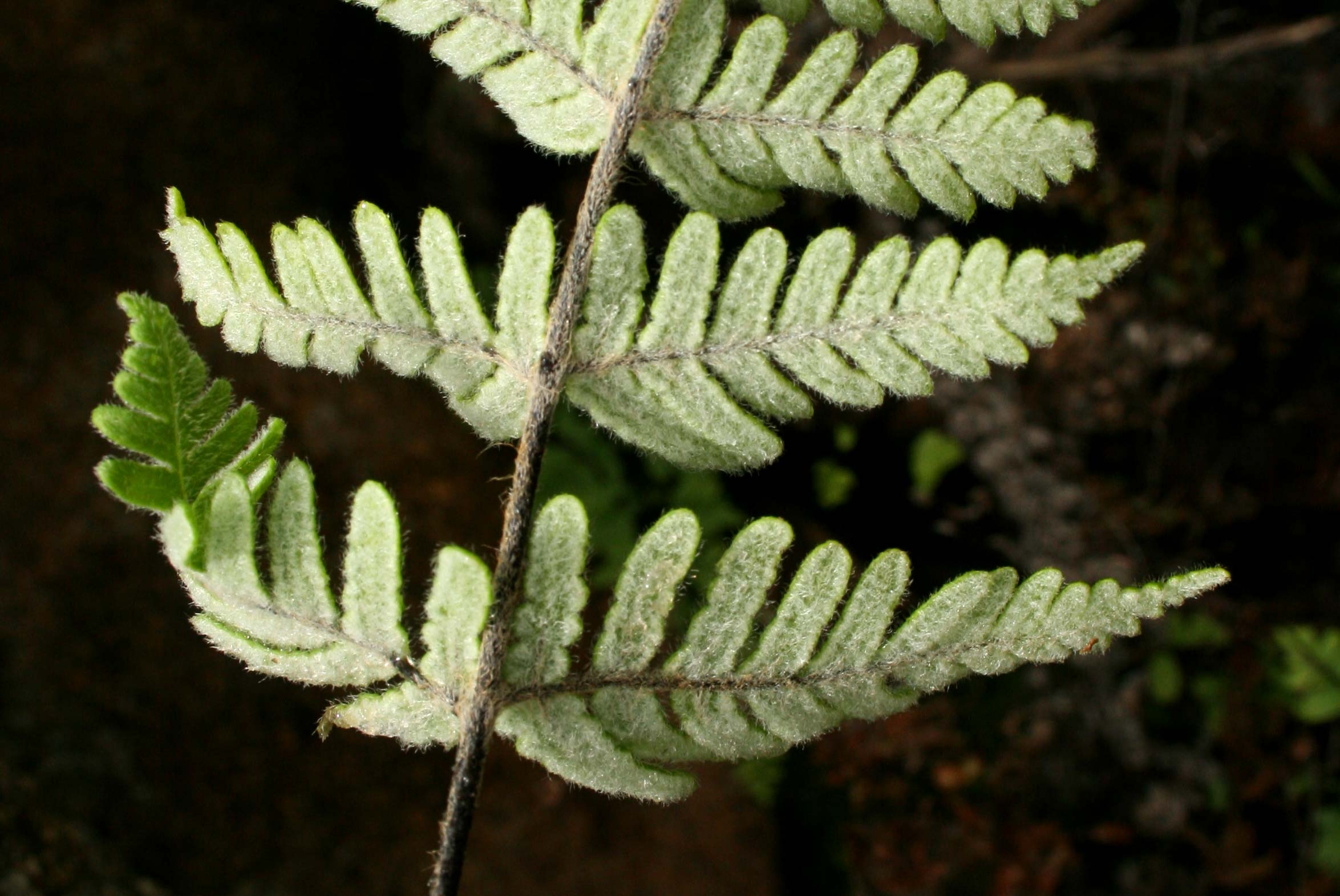 Cheilanthes inaequalis Cheilanthes inaequalis
