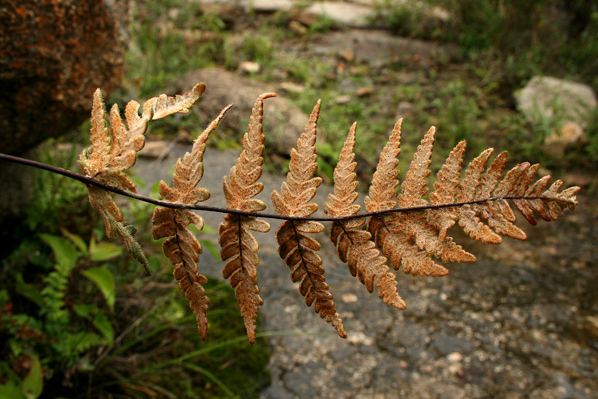 Cheilanthes inaequalis Cheilanthes inaequalis