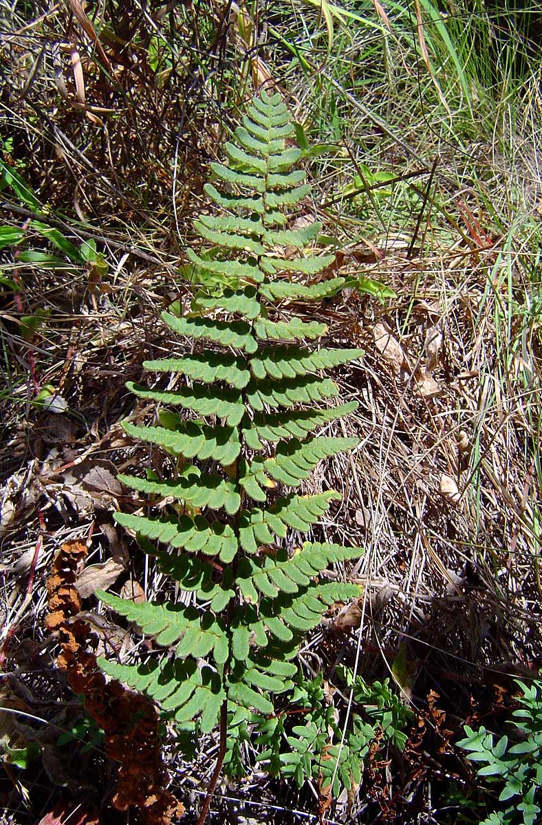Cheilanthes inaequalis Cheilanthes inaequalis