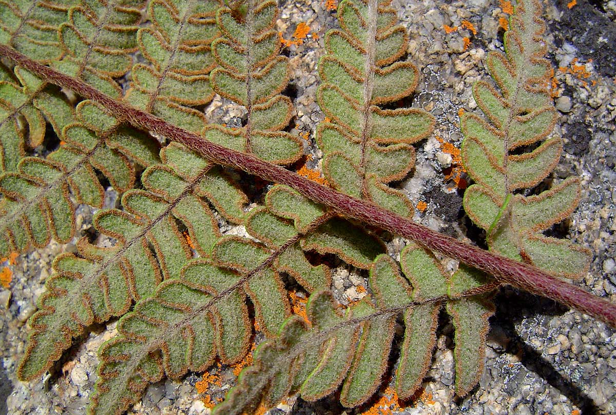 Cheilanthes inaequalis Cheilanthes inaequalis