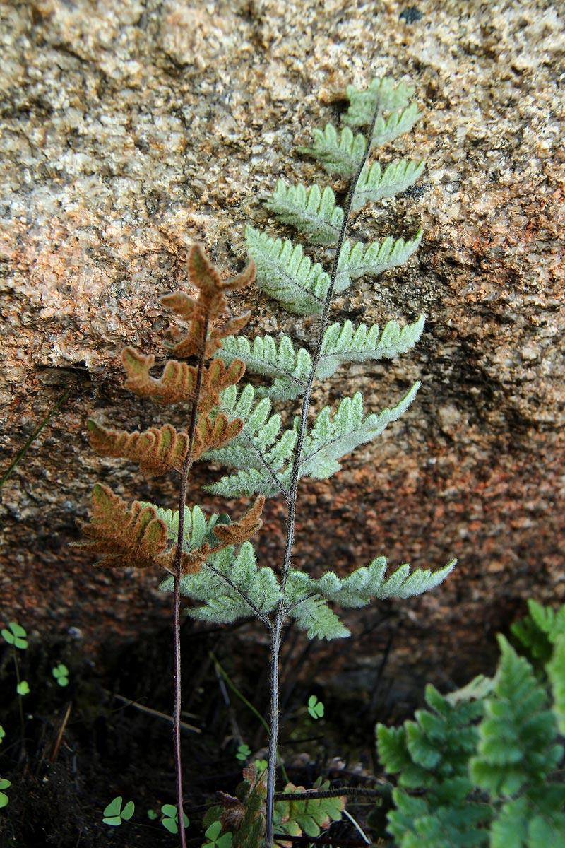 Cheilanthes inaequalis Cheilanthes inaequalis