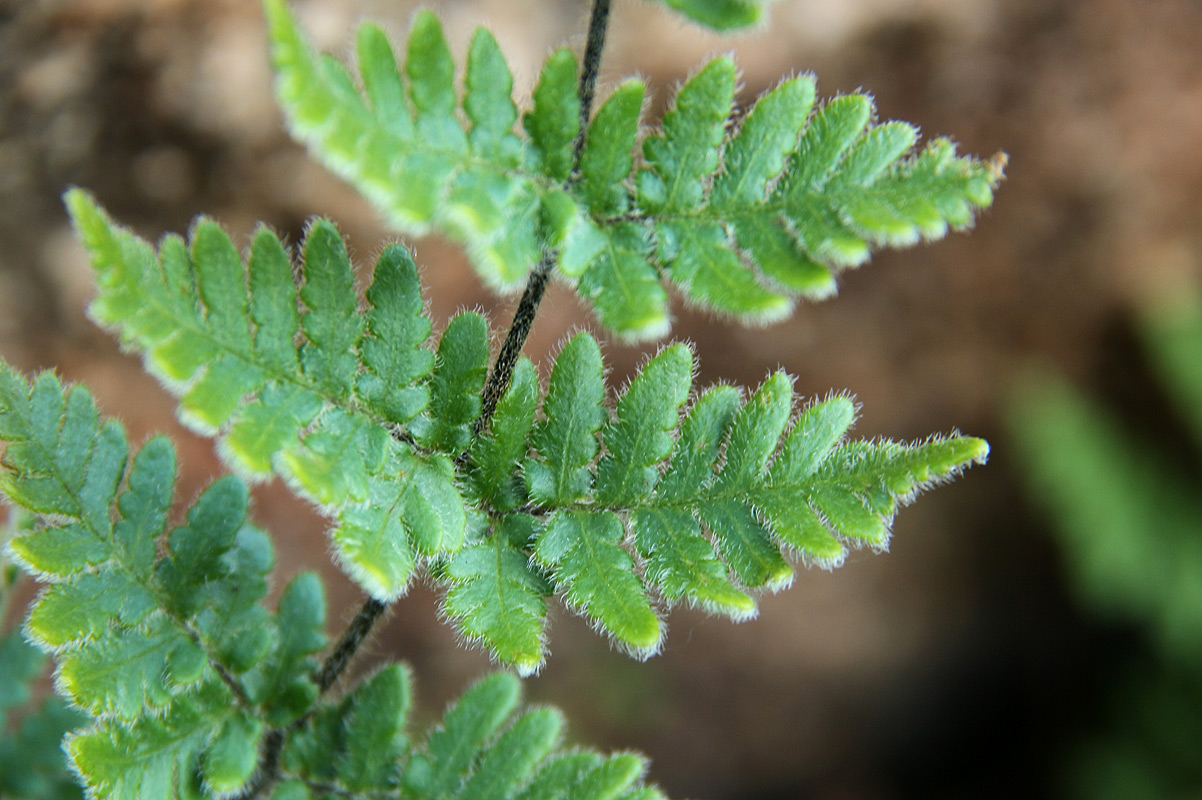 Cheilanthes inaequalis Cheilanthes inaequalis