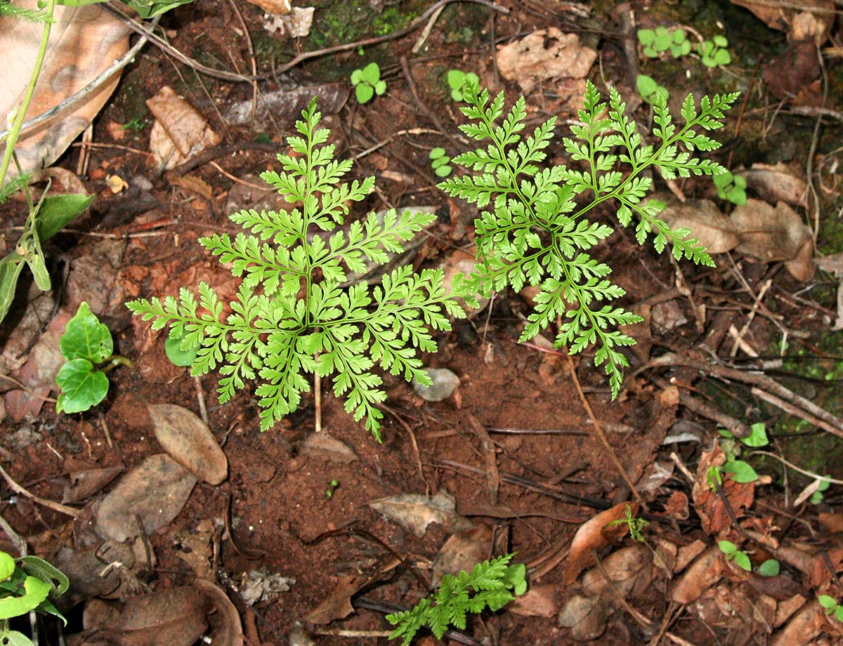 Cheilanthes schimperi Cheilanthes schimperi