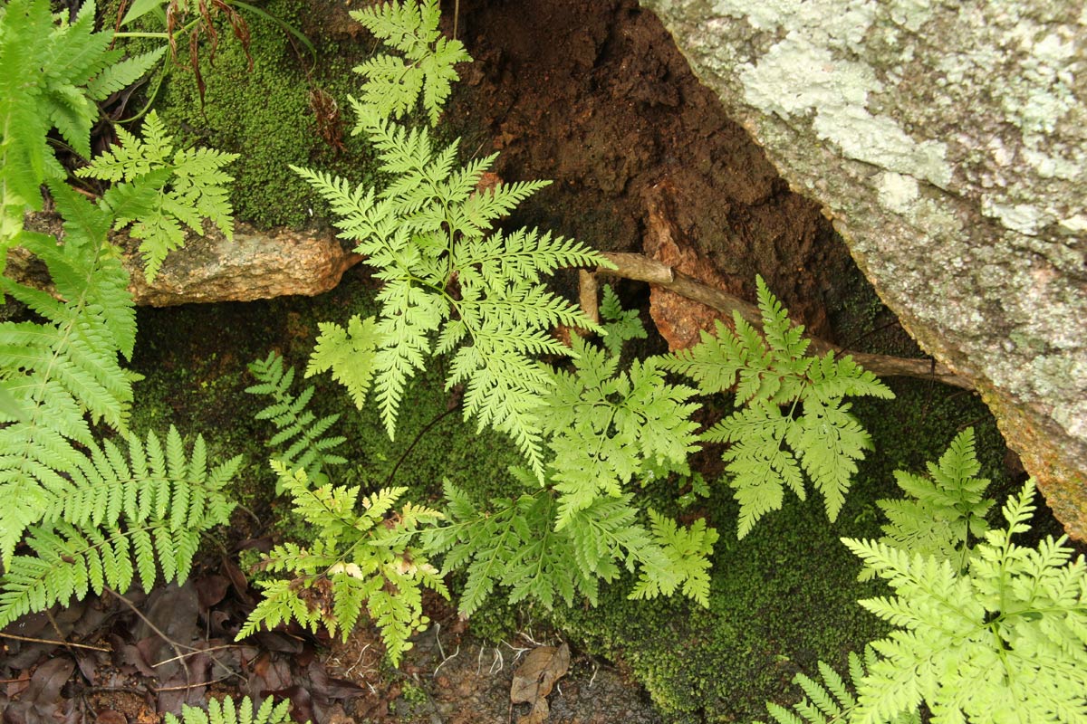 Cheilanthes schimperi Cheilanthes schimperi