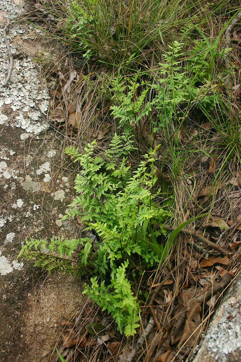 Cheilanthes viridis var. glauca Cheilanthes viridis var. glauca