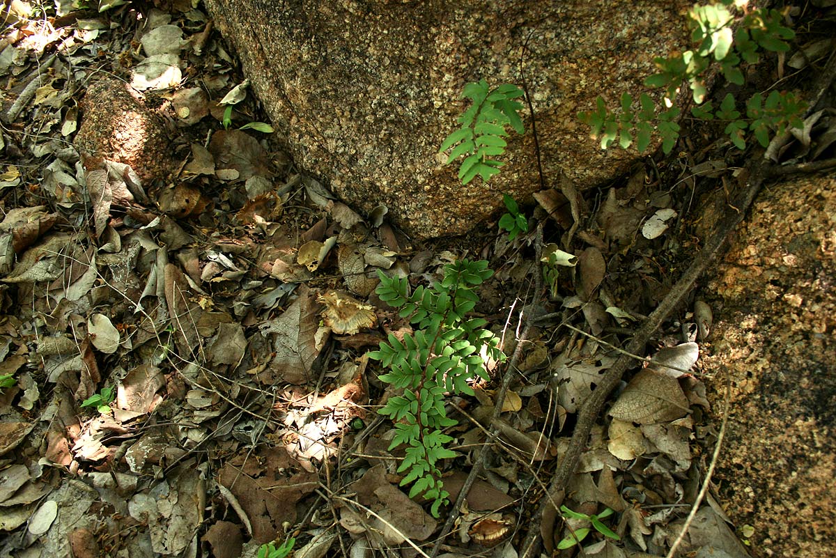 Cheilanthes viridis var. glauca Cheilanthes viridis var. glauca