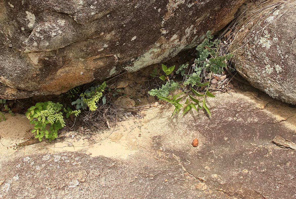 Cheilanthes viridis var. glauca Cheilanthes viridis var. glauca