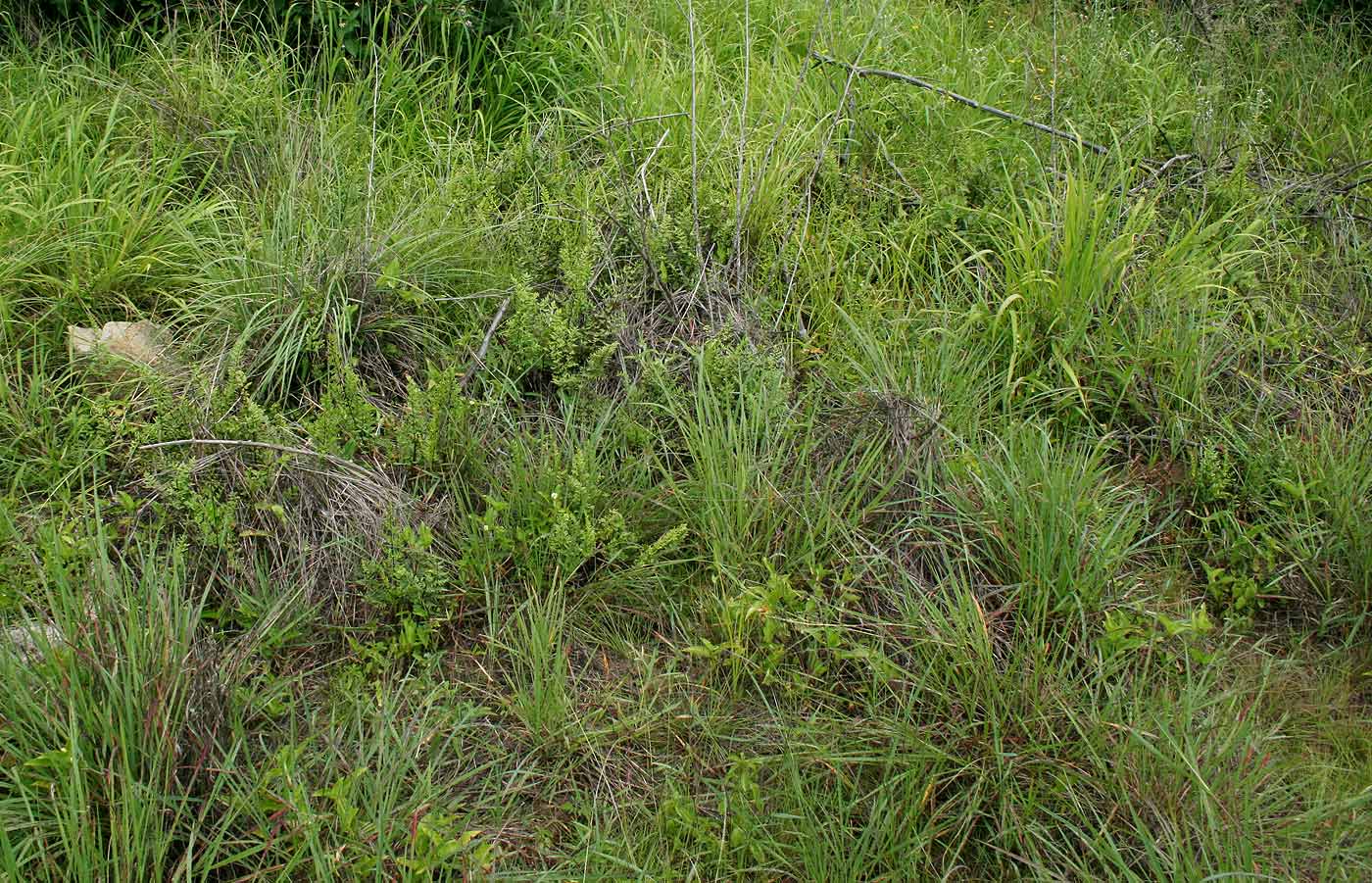 Cheilanthes viridis var. glauca Cheilanthes viridis var. glauca