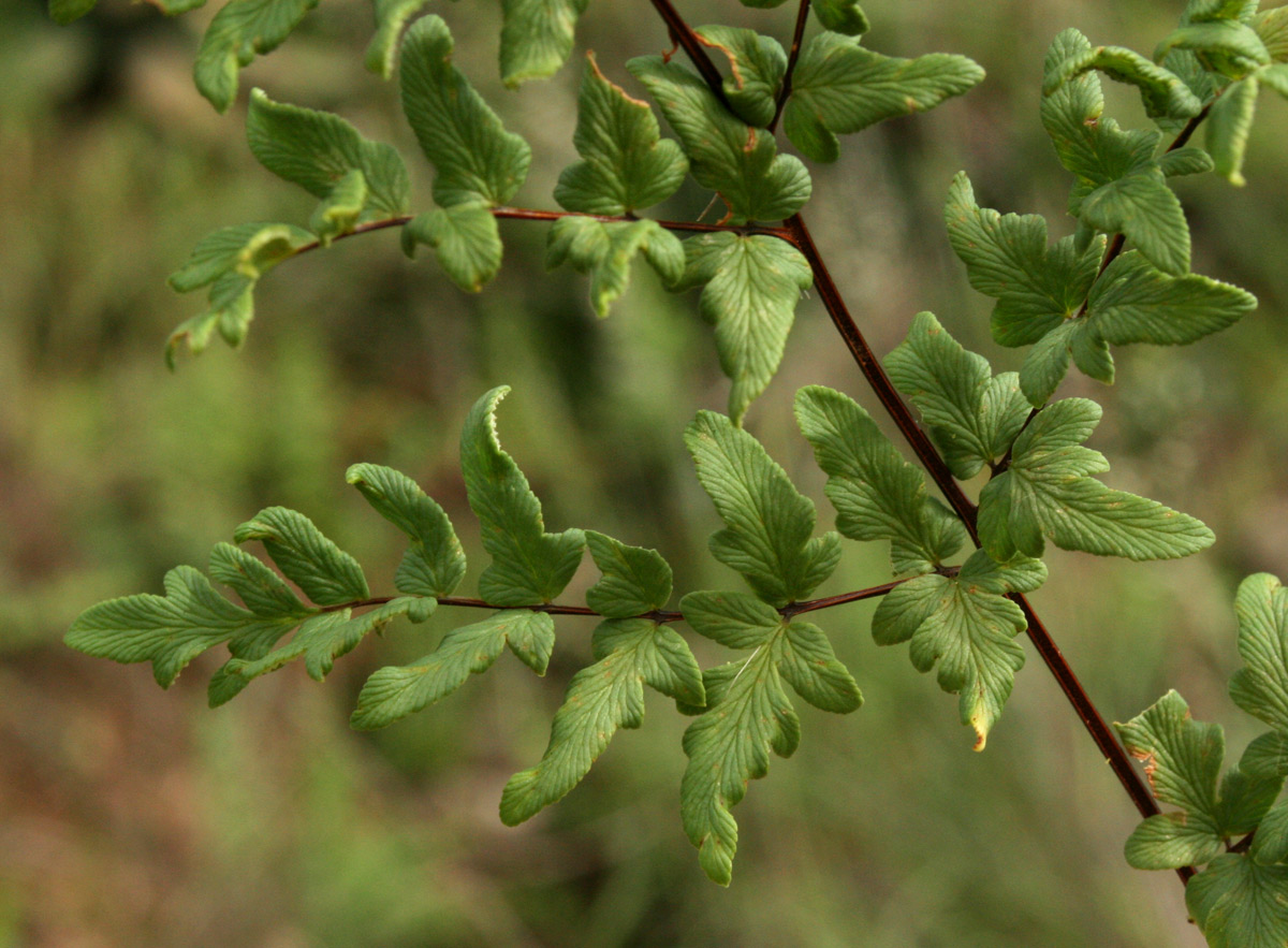 Cheilanthes viridis var. glauca Cheilanthes viridis var. glauca