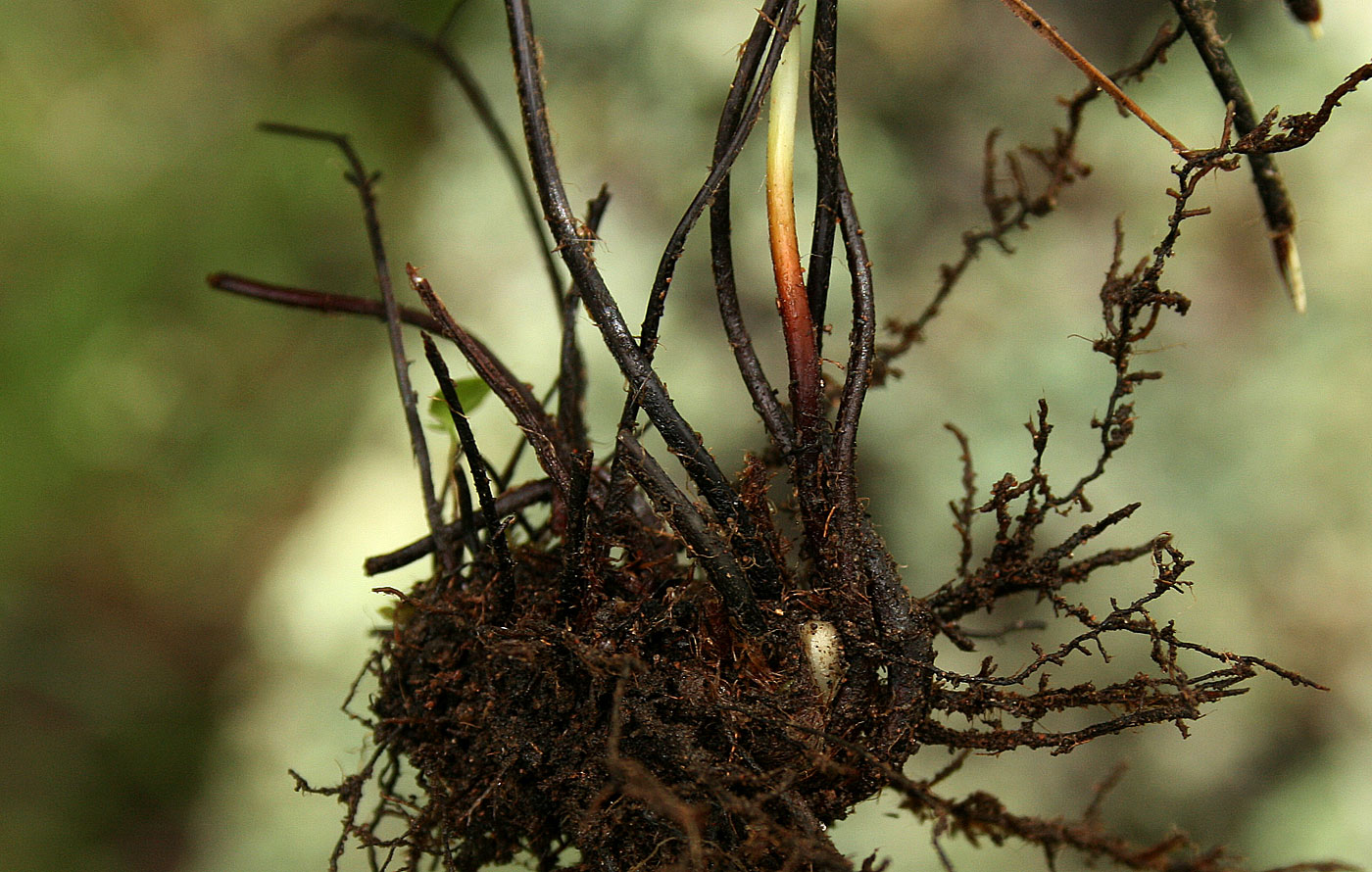 Cheilanthes viridis var. glauca Cheilanthes viridis var. glauca