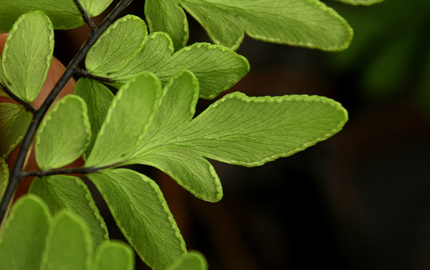 Cheilanthes viridis var. glauca Cheilanthes viridis var. glauca