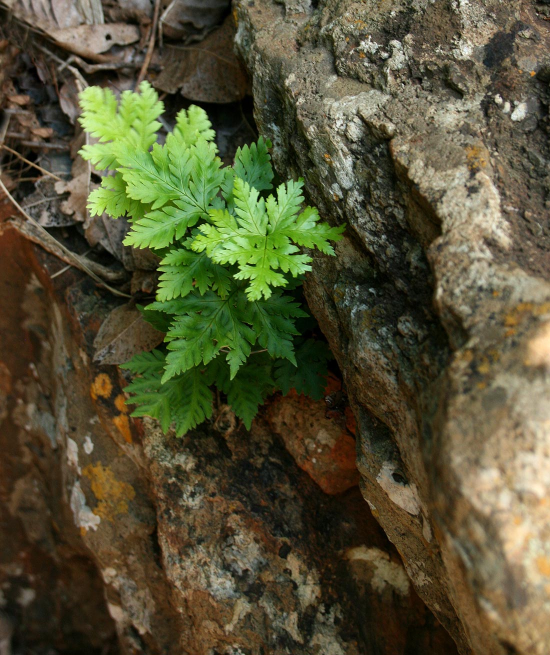 Doryopteris concolor Doryopteris concolor