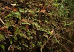 Adiantum capillus-veneris