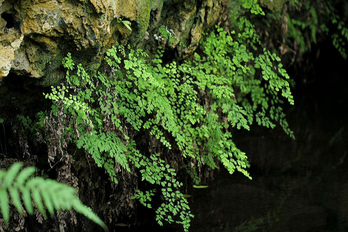 Adiantum capillus-veneris Adiantum capillus-veneris