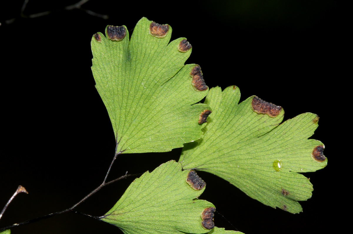 Adiantum capillus-veneris Adiantum capillus-veneris