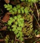 Adiantum capillus-veneris