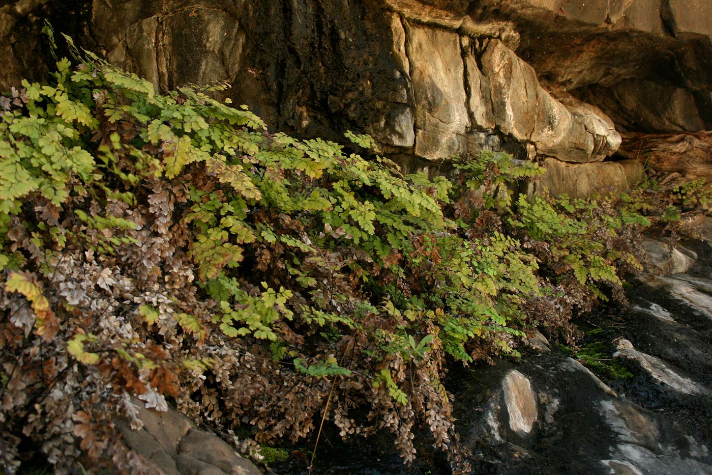 Adiantum capillus-veneris Adiantum capillus-veneris