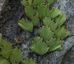 Adiantum capillus-veneris