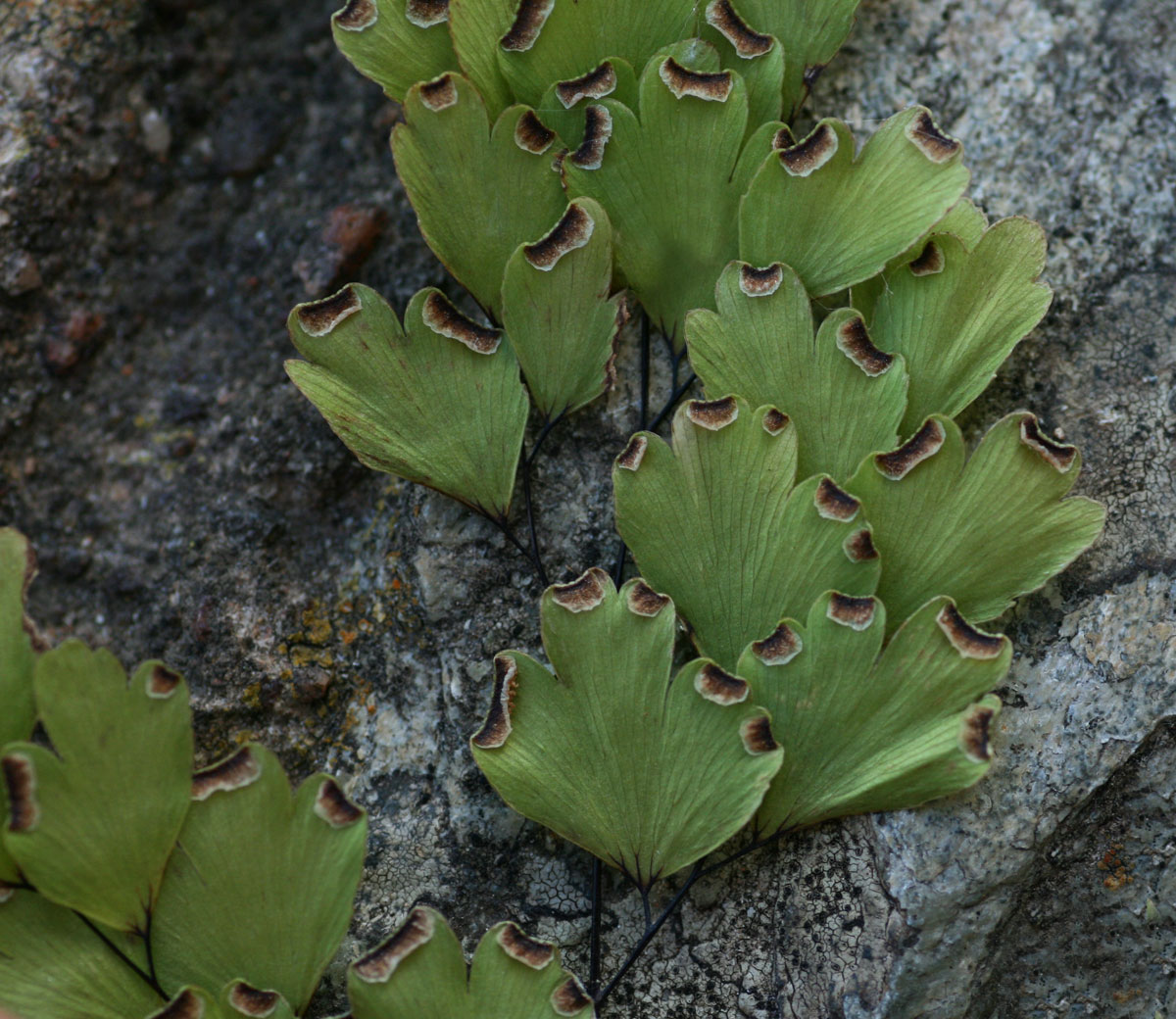 Adiantum capillus-veneris Adiantum capillus-veneris