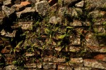 Adiantum incisum