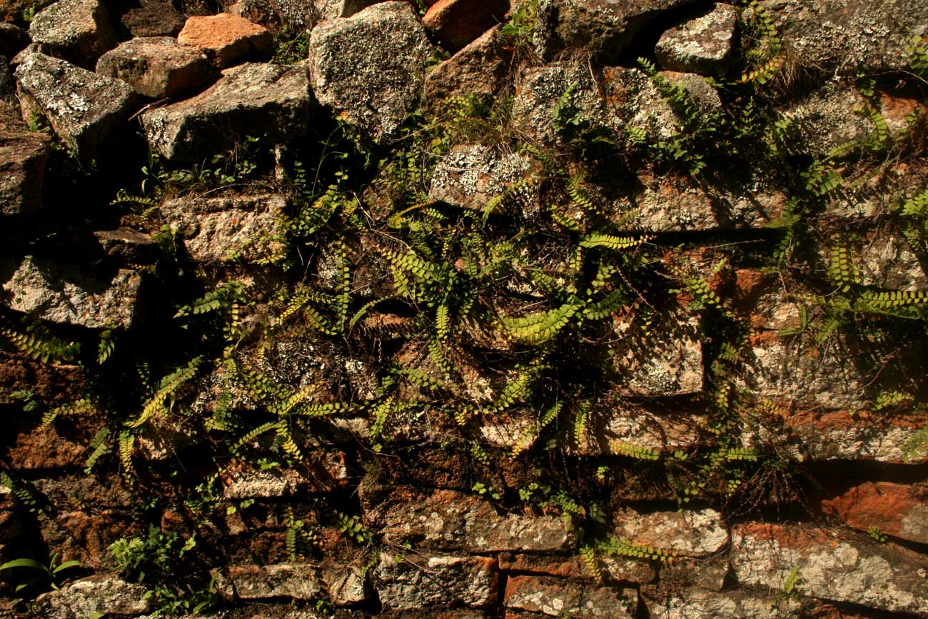 Adiantum incisum Adiantum incisum