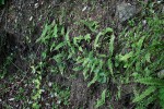 Adiantum incisum