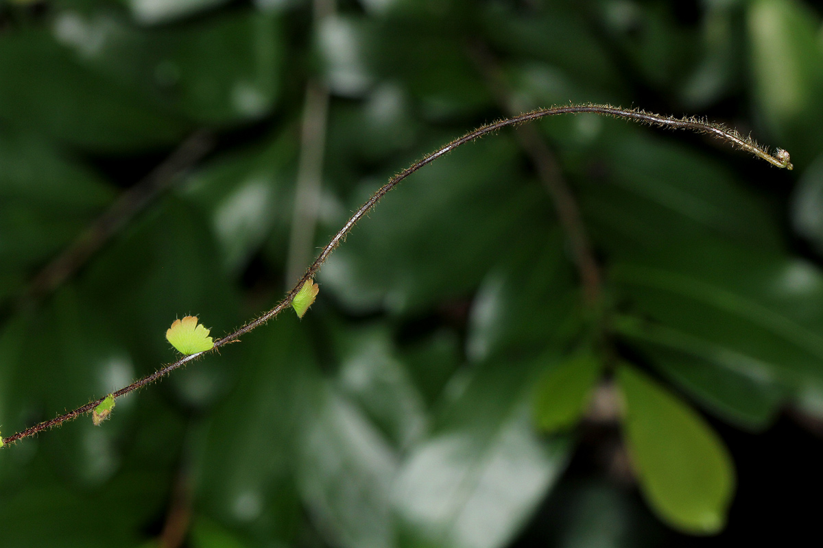 Adiantum incisum Adiantum incisum
