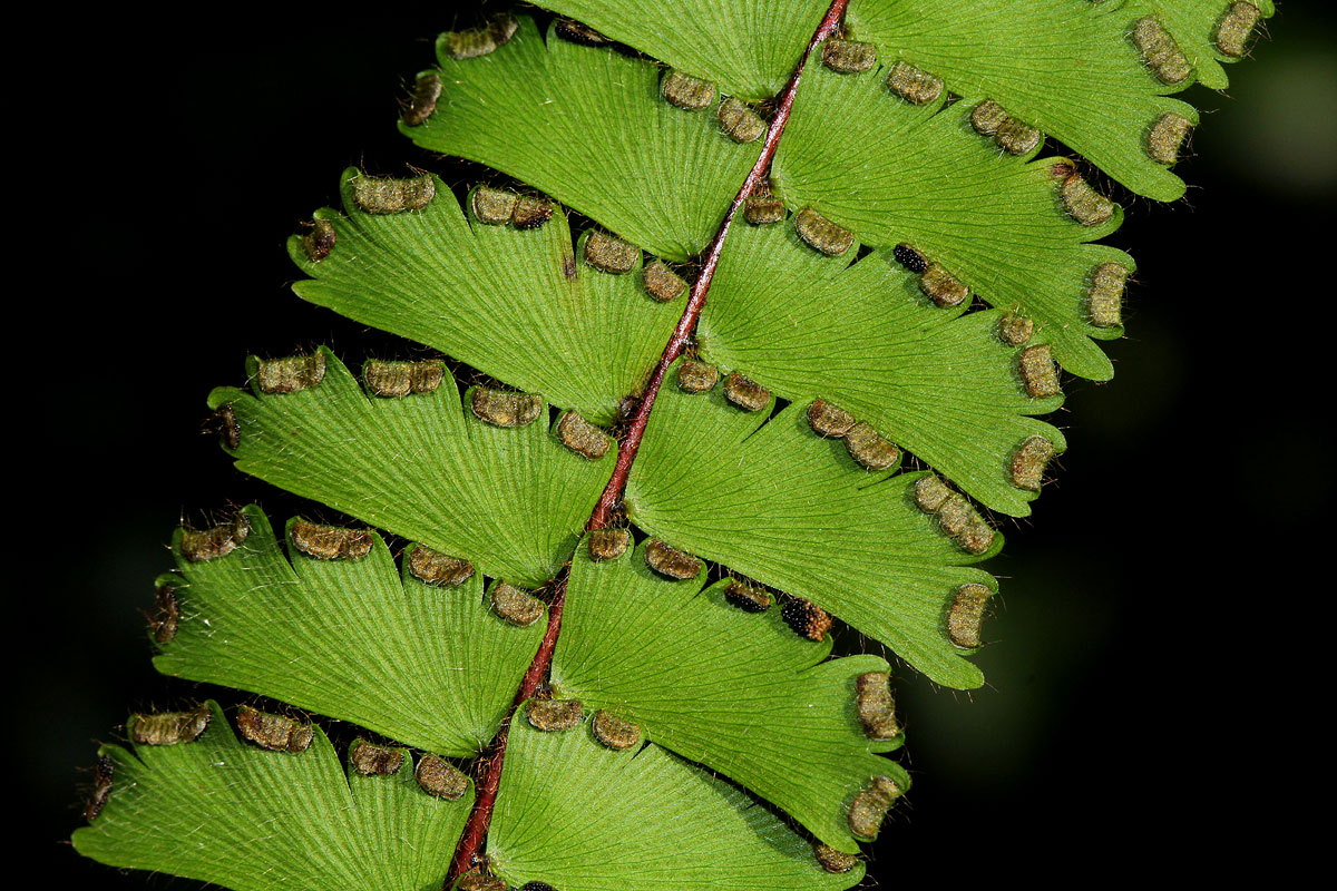 Adiantum incisum Adiantum incisum