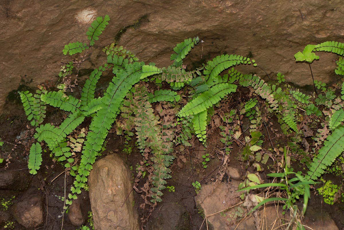 Adiantum incisum Adiantum incisum
