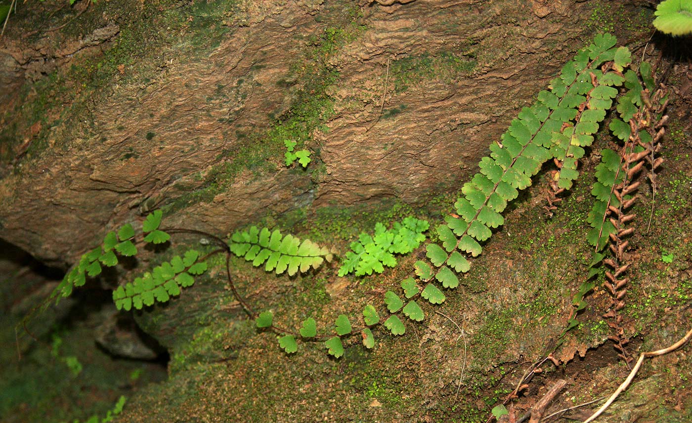 Adiantum incisum Adiantum incisum