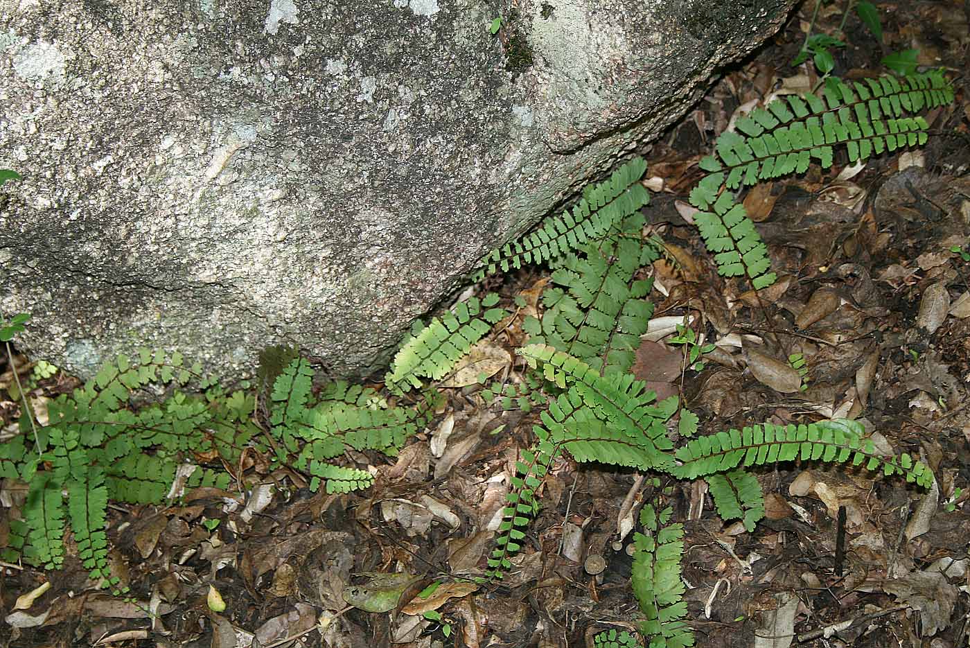 Adiantum incisum Adiantum incisum