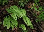 Adiantum lunulatum