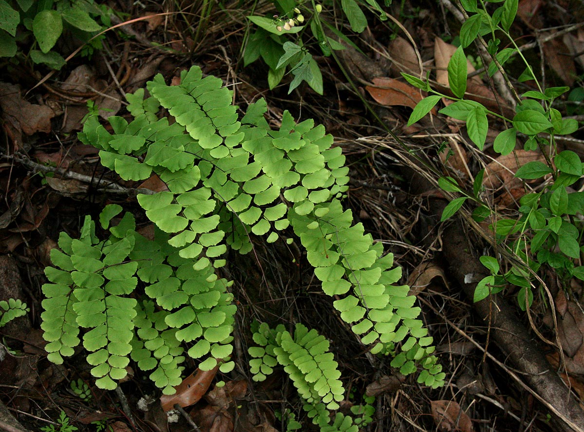 Adiantum lunulatum Adiantum lunulatum