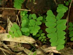 Adiantum lunulatum