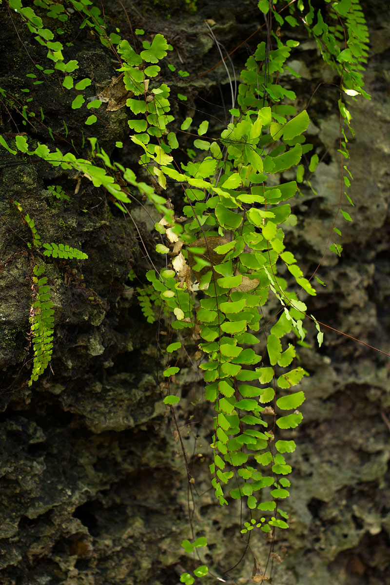 Adiantum lunulatum Adiantum lunulatum