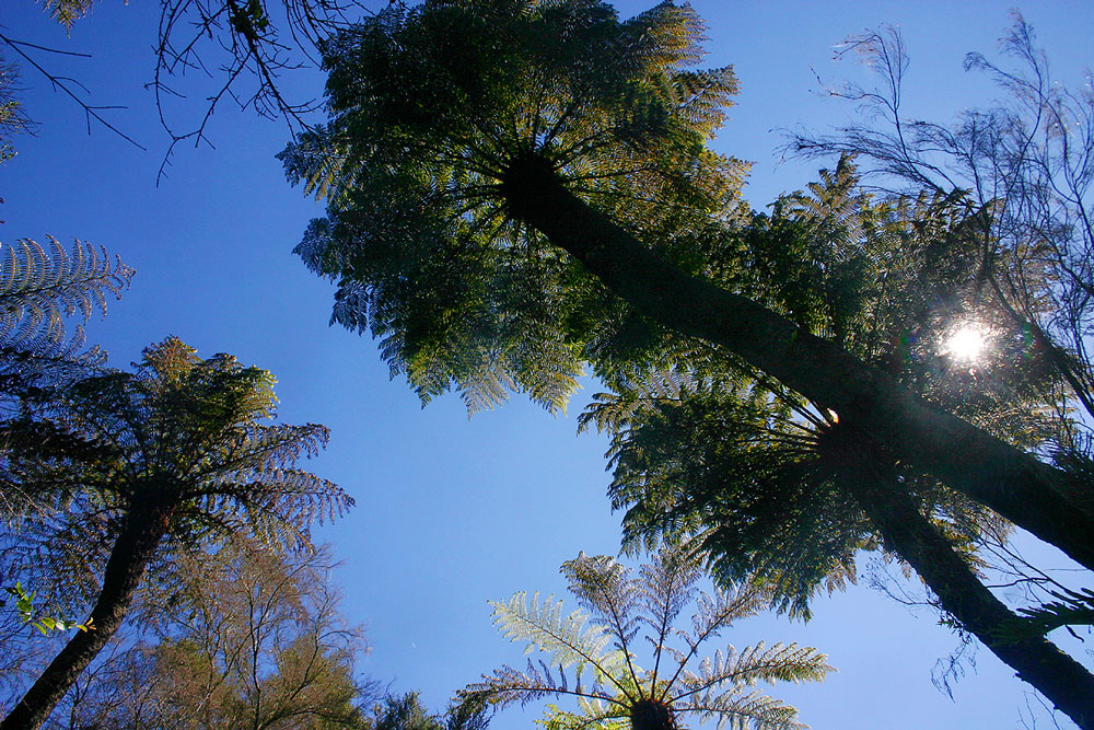 Cyathea dregei