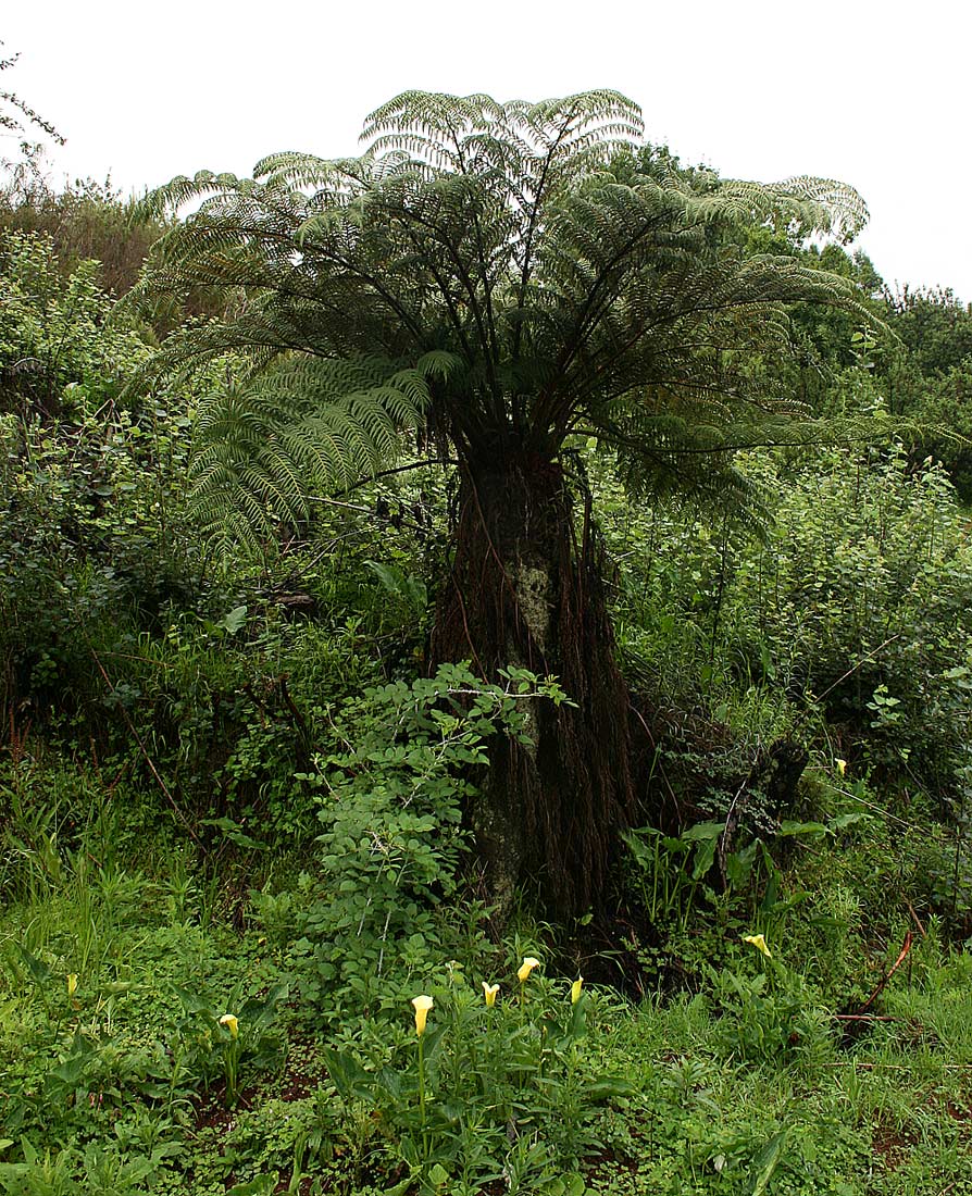 Cyathea dregei Cyathea dregei
