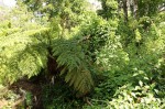 Cyathea dregei