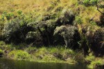 Cyathea dregei