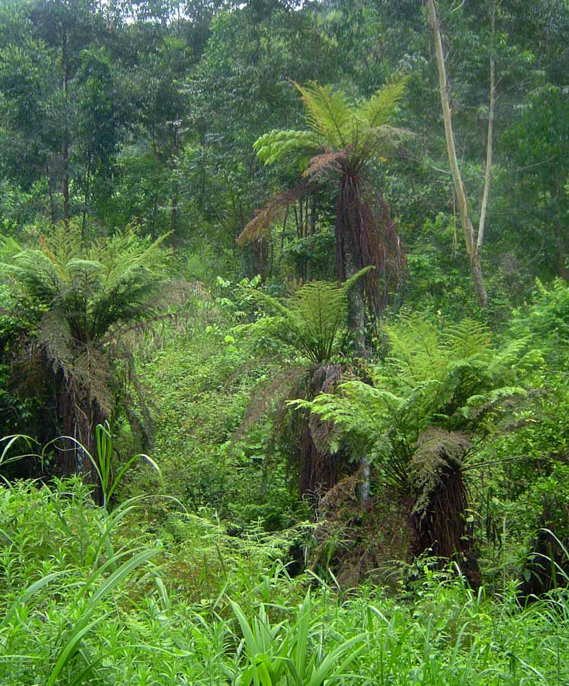 Cyathea dregei Cyathea dregei