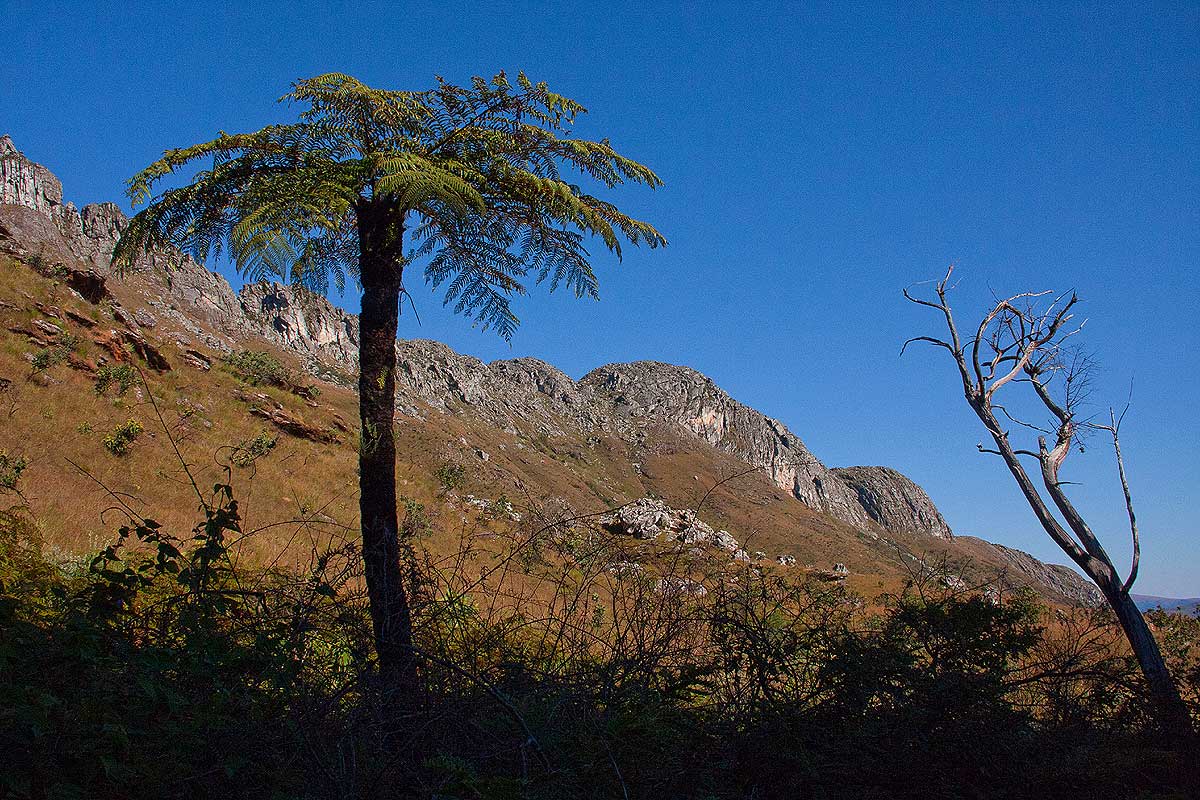Cyathea dregei