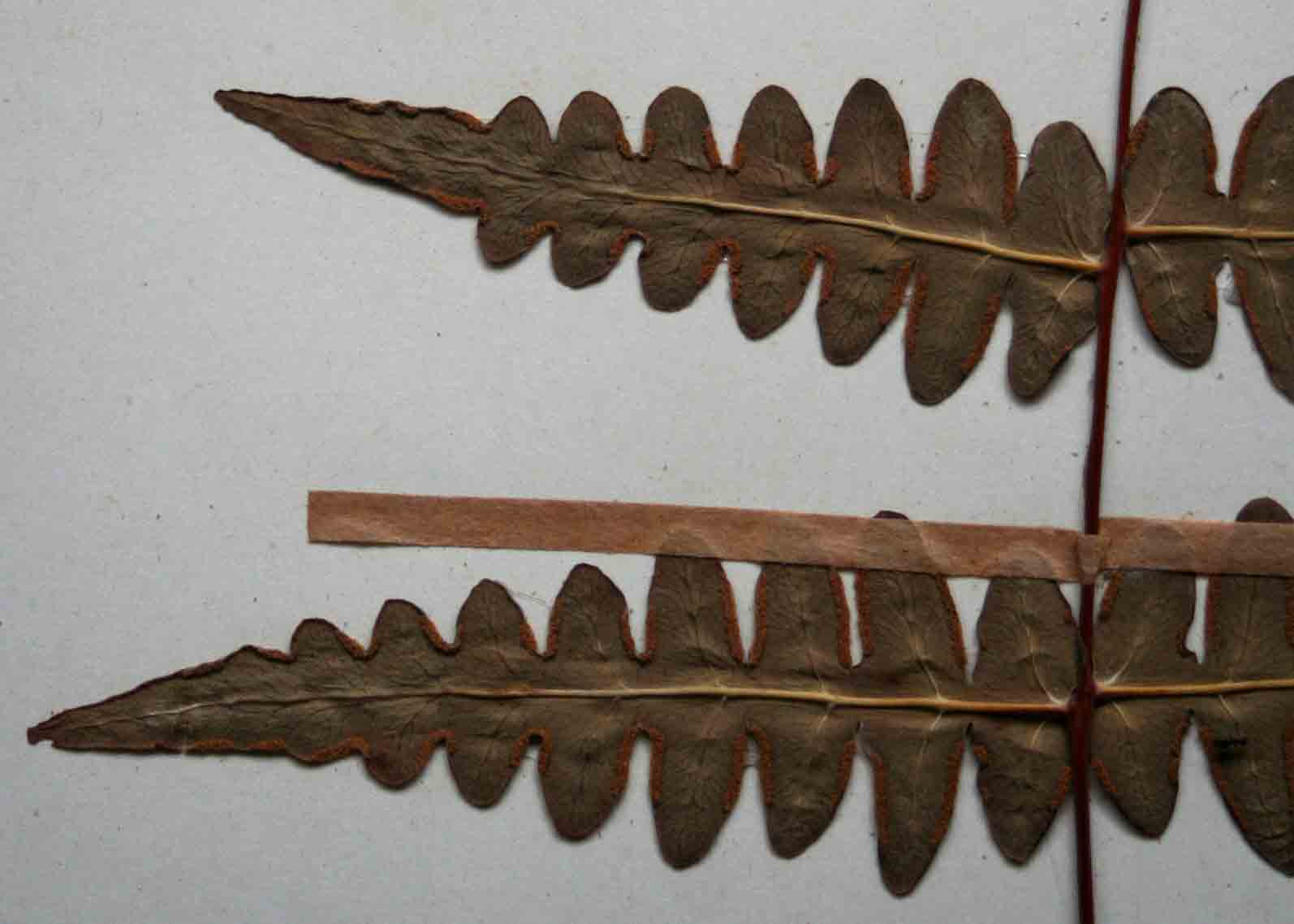 Histiopteris incisa