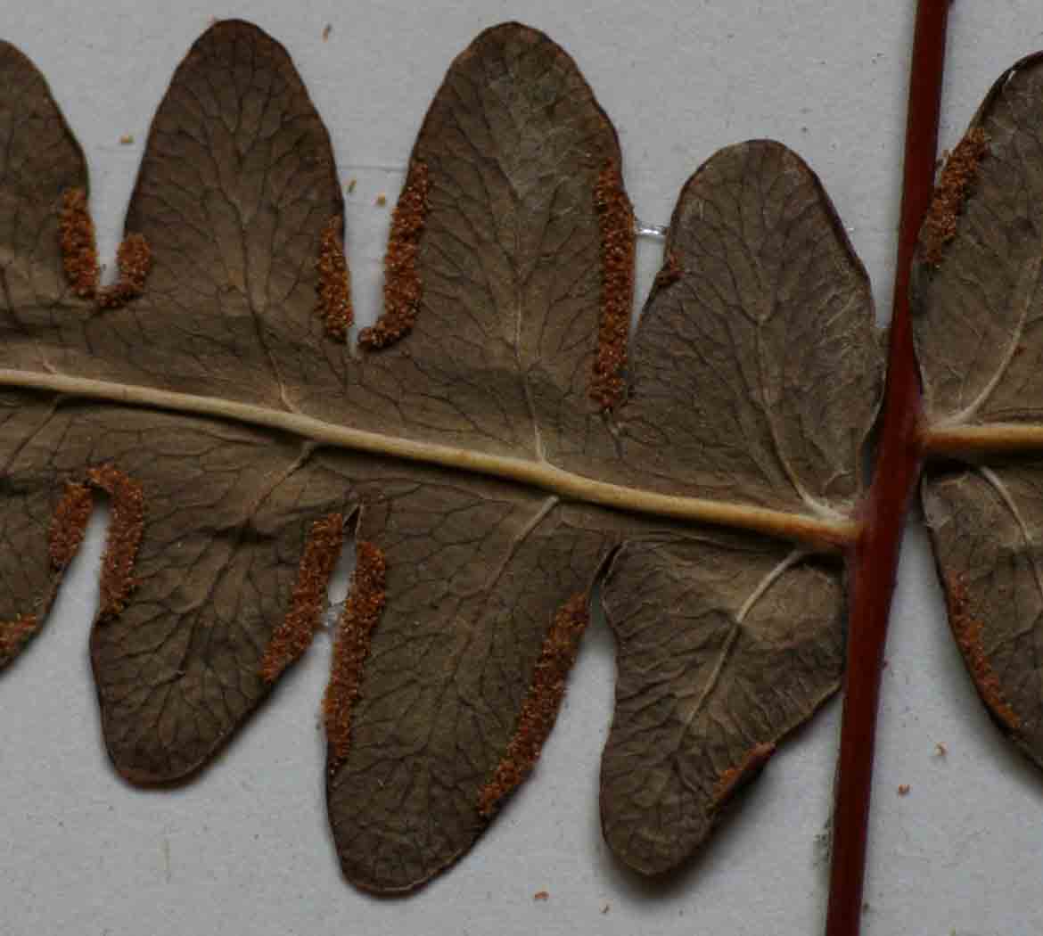 Histiopteris incisa