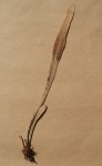 Pyrrosia schimperiana