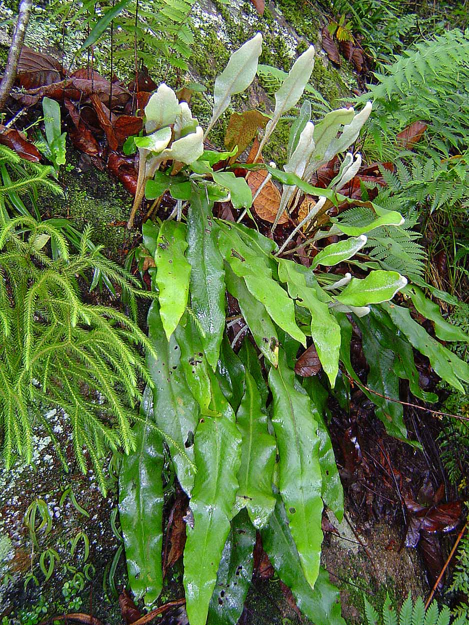 Pyrrosia schimperiana Pyrrosia schimperiana