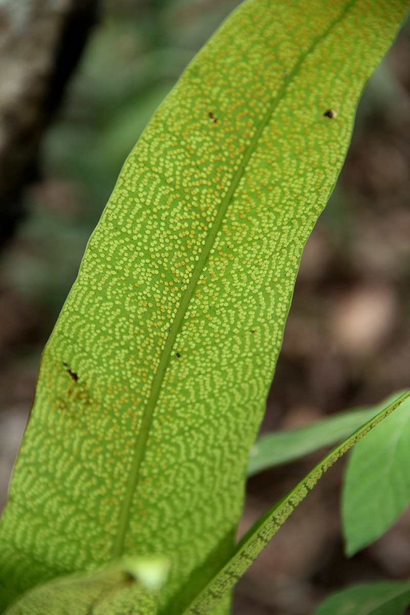 Microsorum punctatum Microsorum punctatum